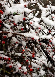 White winter shrubs nature