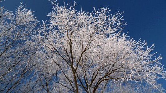 White tree cold