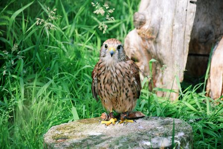 Hawk pen nature