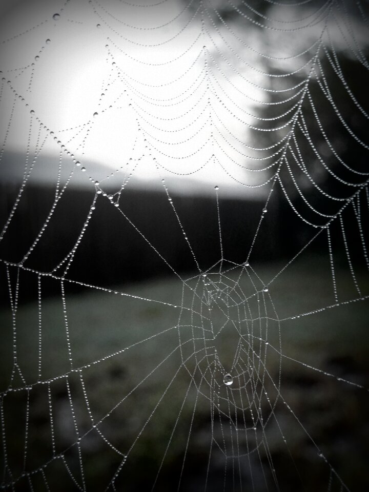 Spider web with water beads gray web