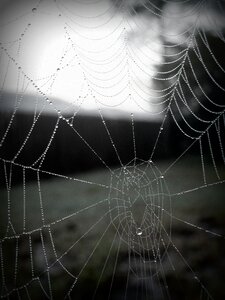 Spider web with water beads gray web