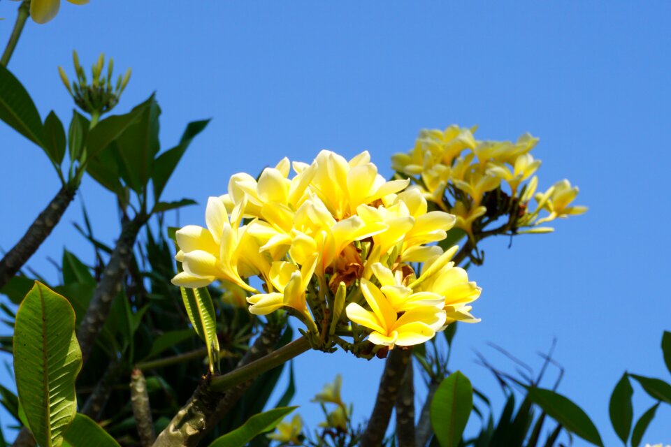 Yellow flower green leaf
