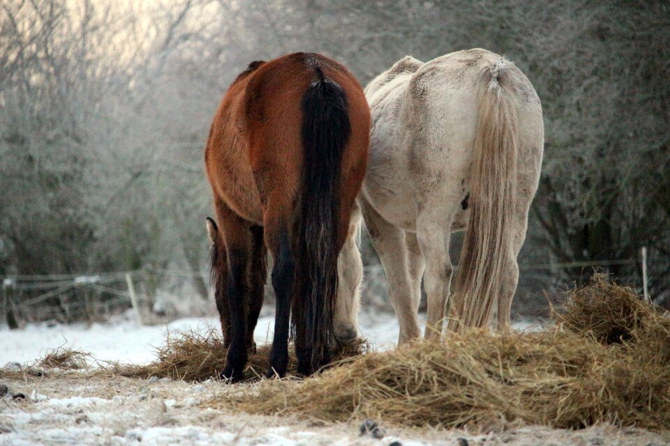 Mold thoroughbred arabian hay