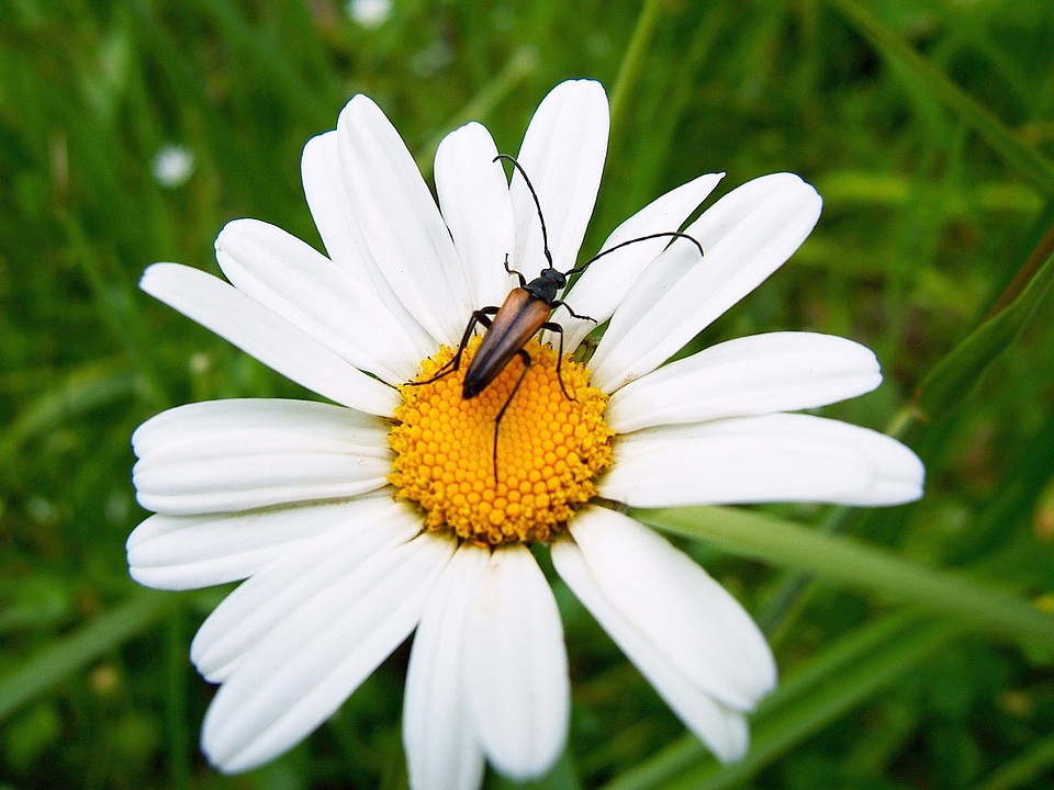 Beetle black beetle flower