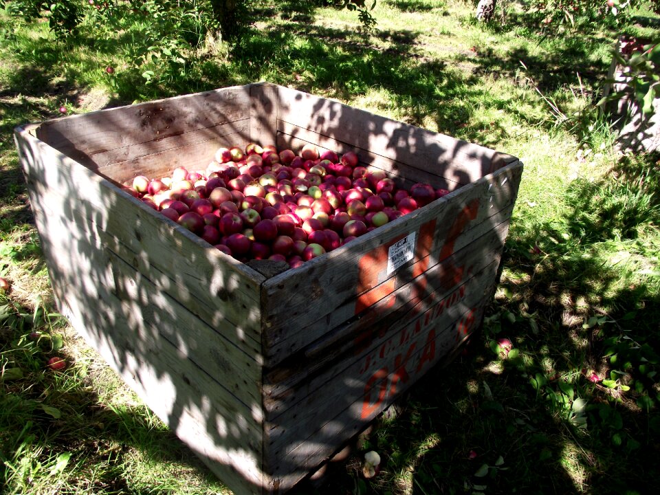 Green orchard outdoors