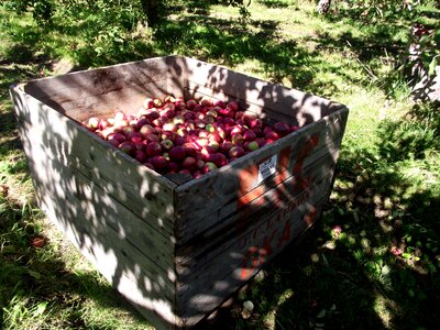 Green orchard outdoors
