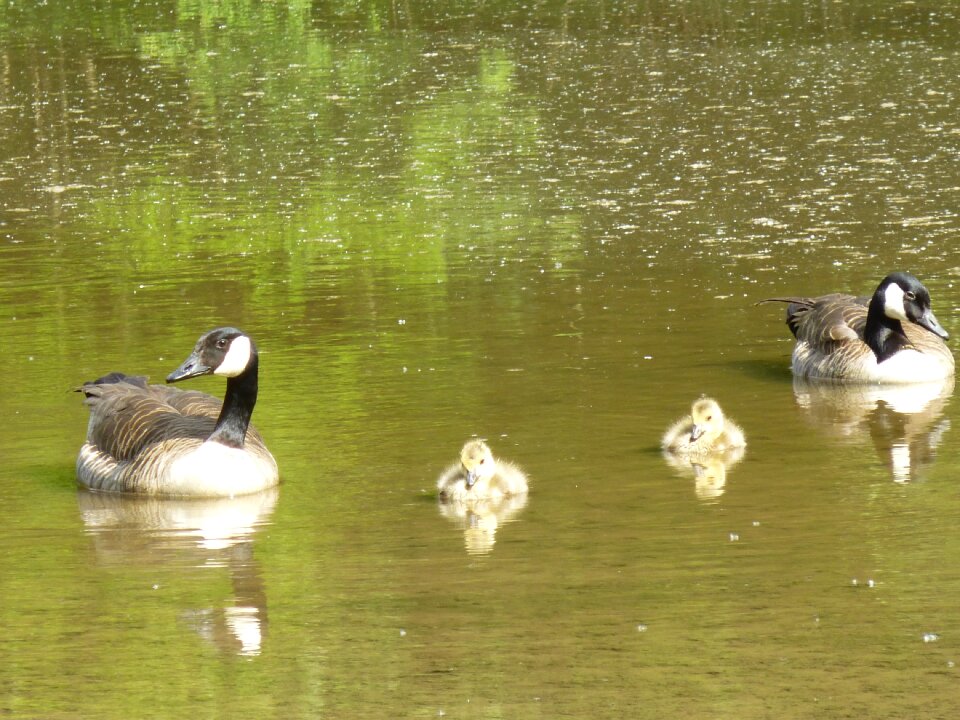 Chicks family water