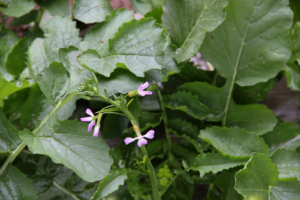 Plant radish flowers radish leaves