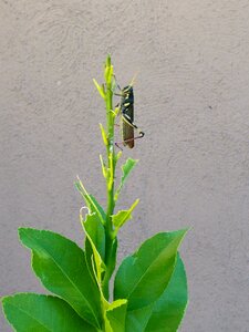 Leaf green bug photo