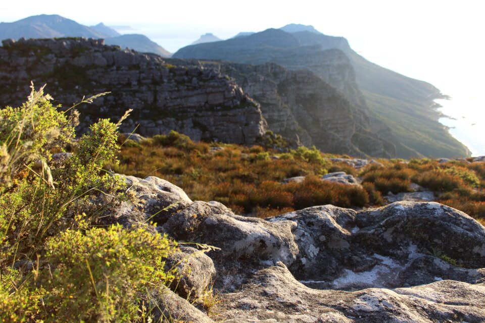 Peak landscape shrub