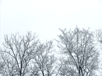 Trees winter sky