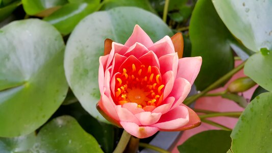 Lotus lake pink lotus water plants