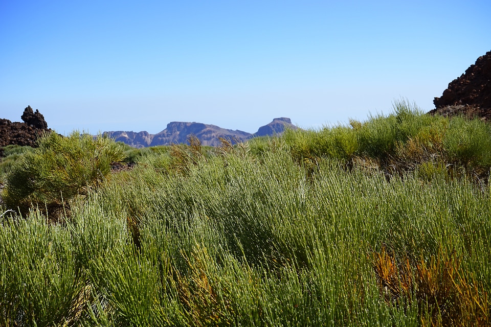 Ordinary retama retama-broom retama sphaerocarpa