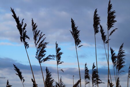 Reed winter wind