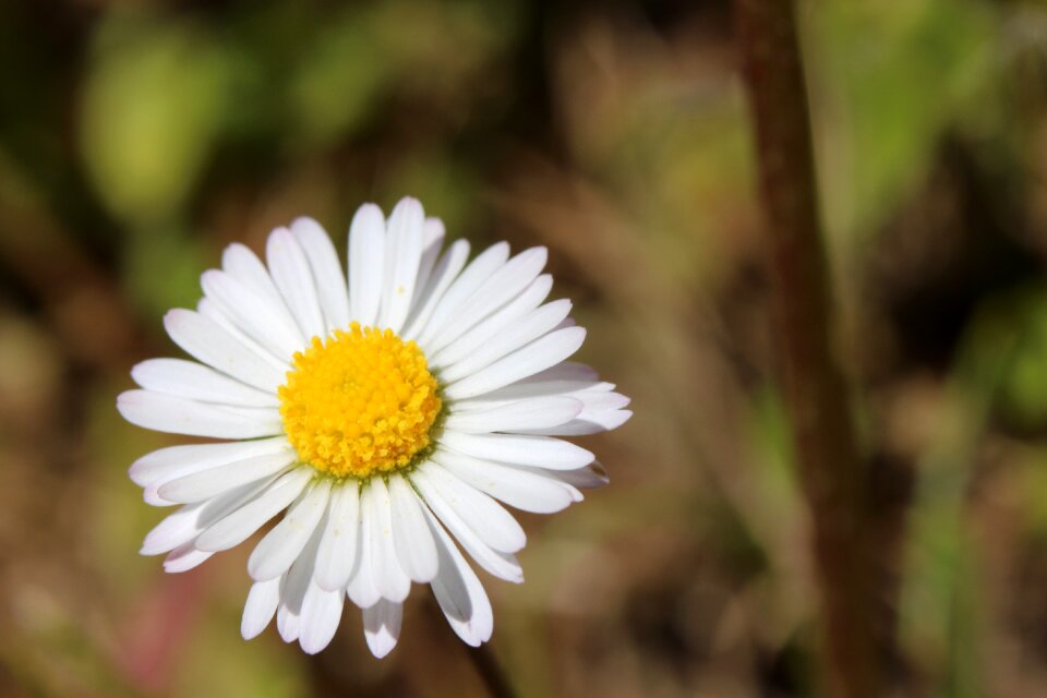 Plant spring nature
