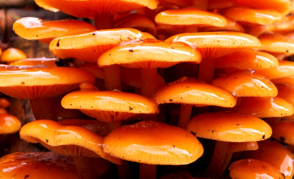 Forest mushrooms odd mushroom