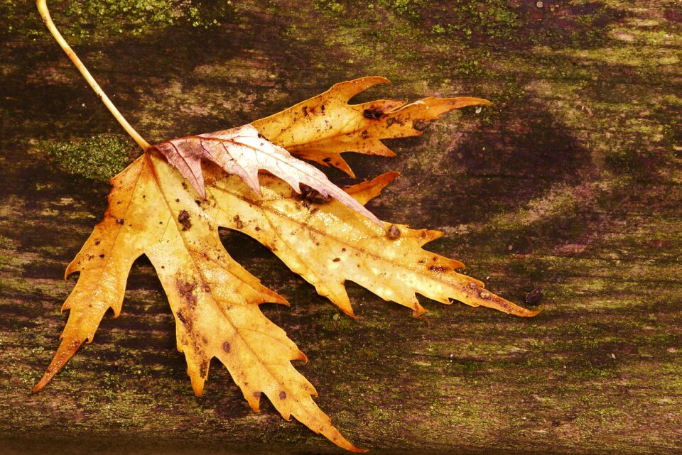 Leaves fall colors colors