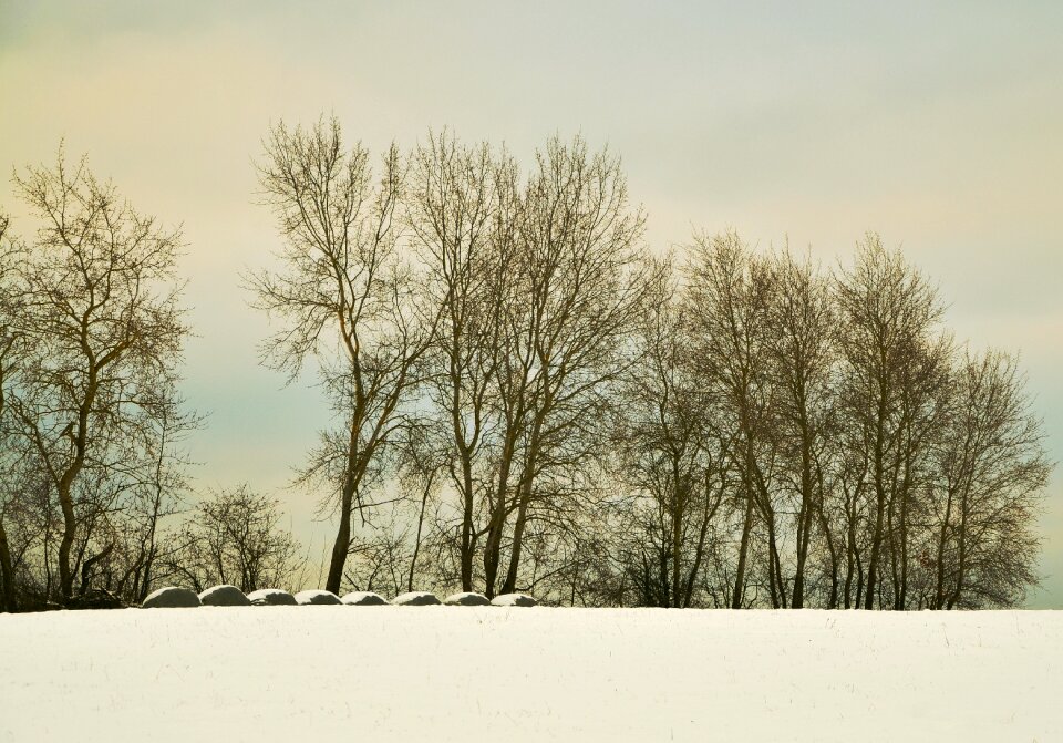 Snow field january