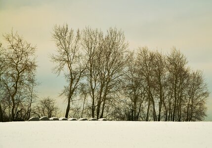 Snow field january