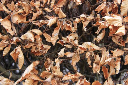 Beech leaves dead autumn photo