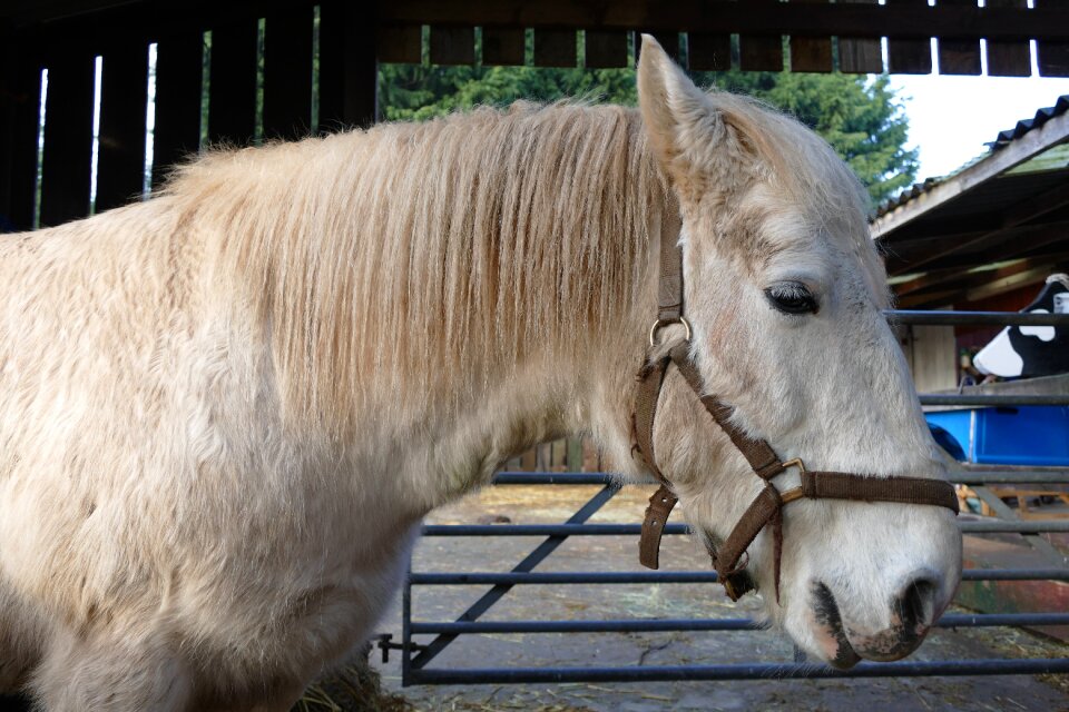 Nature farm stallion