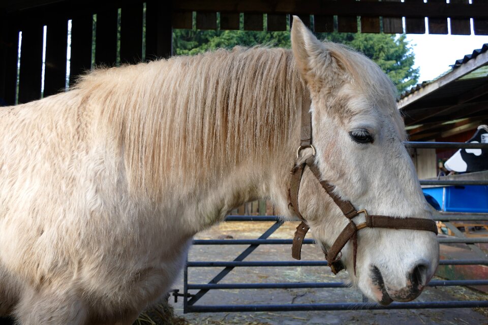 Nature farm stallion photo