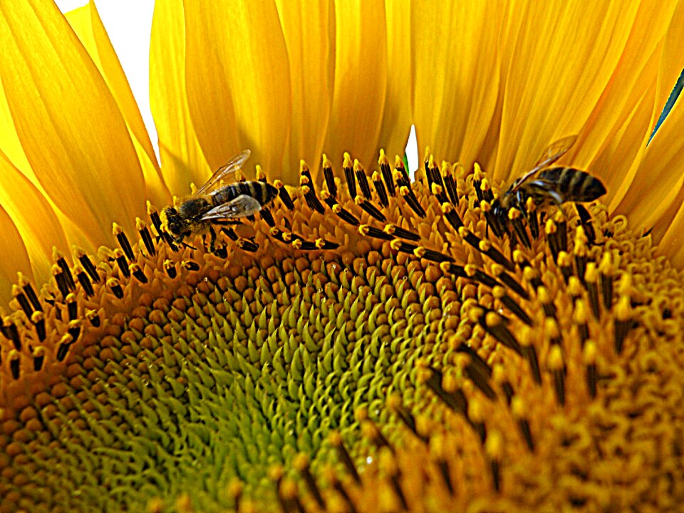 Flower nature rural
