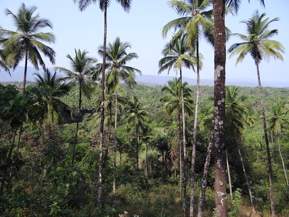 Mountains india tree