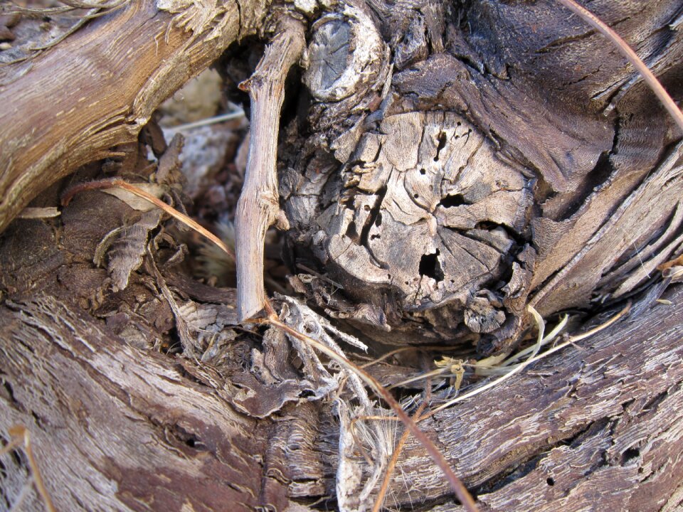 Background dry gnarled