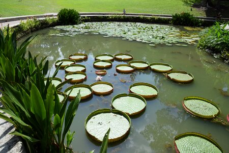 Water plant singapore photo