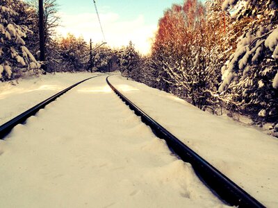 Tracks tree frost