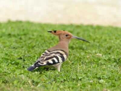 Nature animal beak