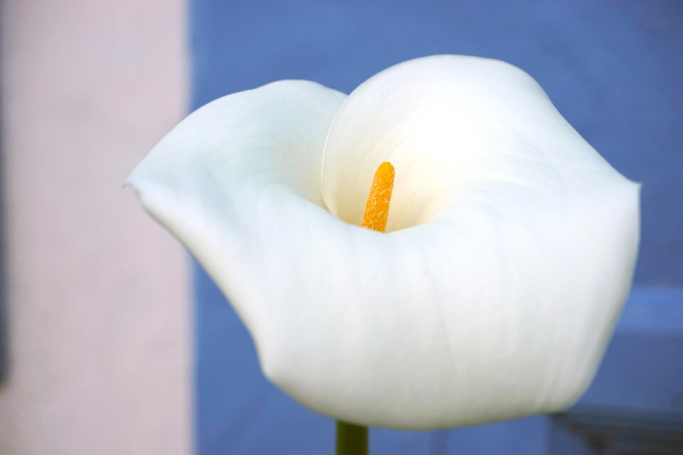 White blossom bloom