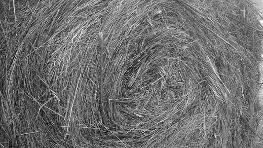 Bale of hay field summer