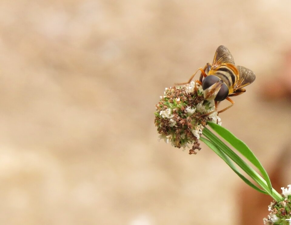 Insect flower brown bee