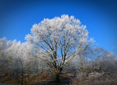 Snow nature cold