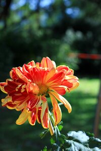 Red summer park