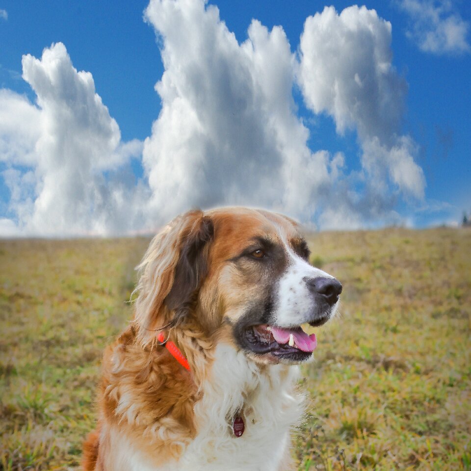 Clouds meadow australian shepherd