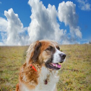 Clouds meadow australian shepherd photo