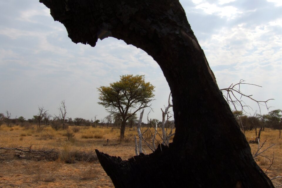 Fire bush veld reserve