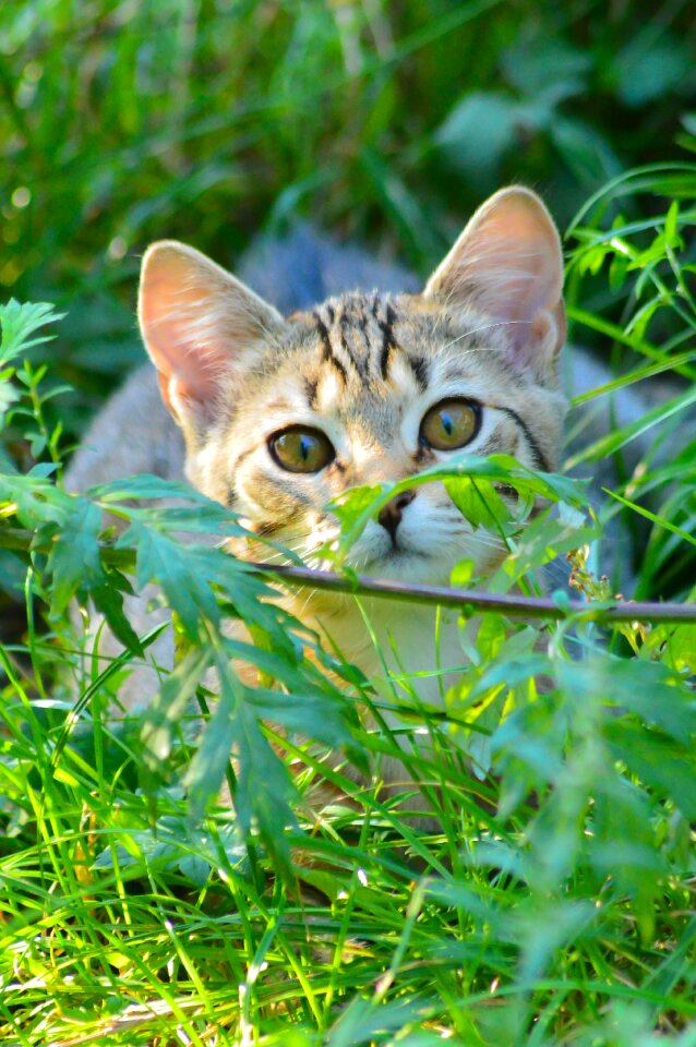 Domestic cat pet kitten