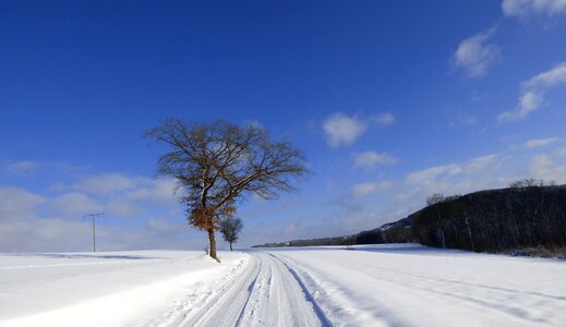 Nature winter landscape trees photo