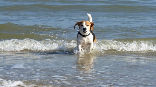 Beagle wave animals