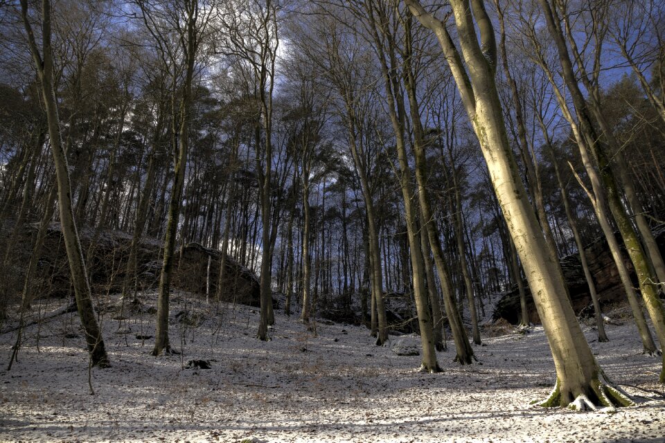 Landscape gorge trees