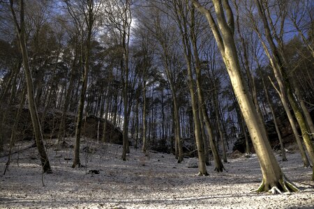 Landscape gorge trees