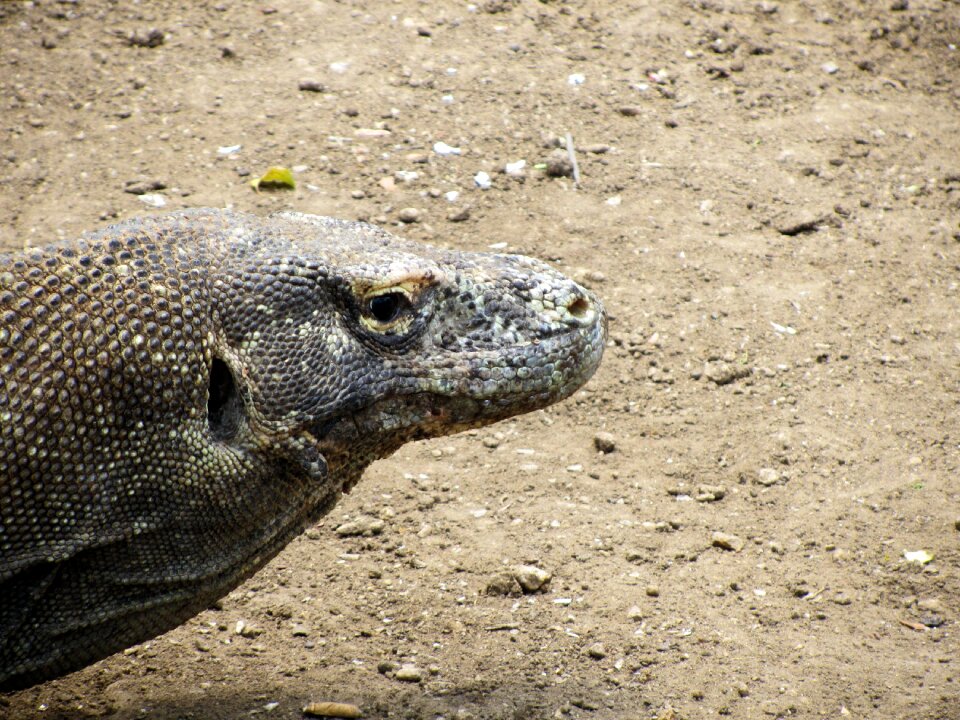 Wildlife landmark indonesia