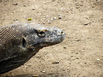 Wildlife landmark indonesia
