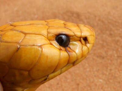 Venomous naja nivea cape cobra