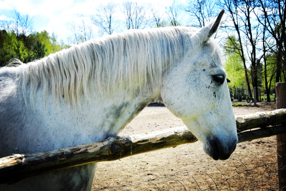 Pen animals the mane