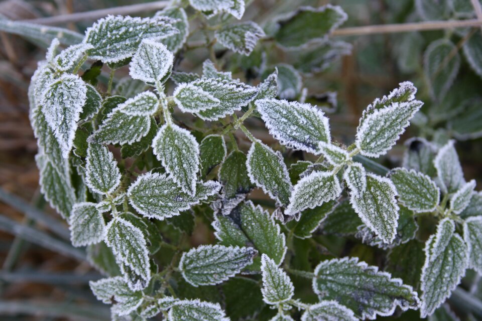 Ice green white